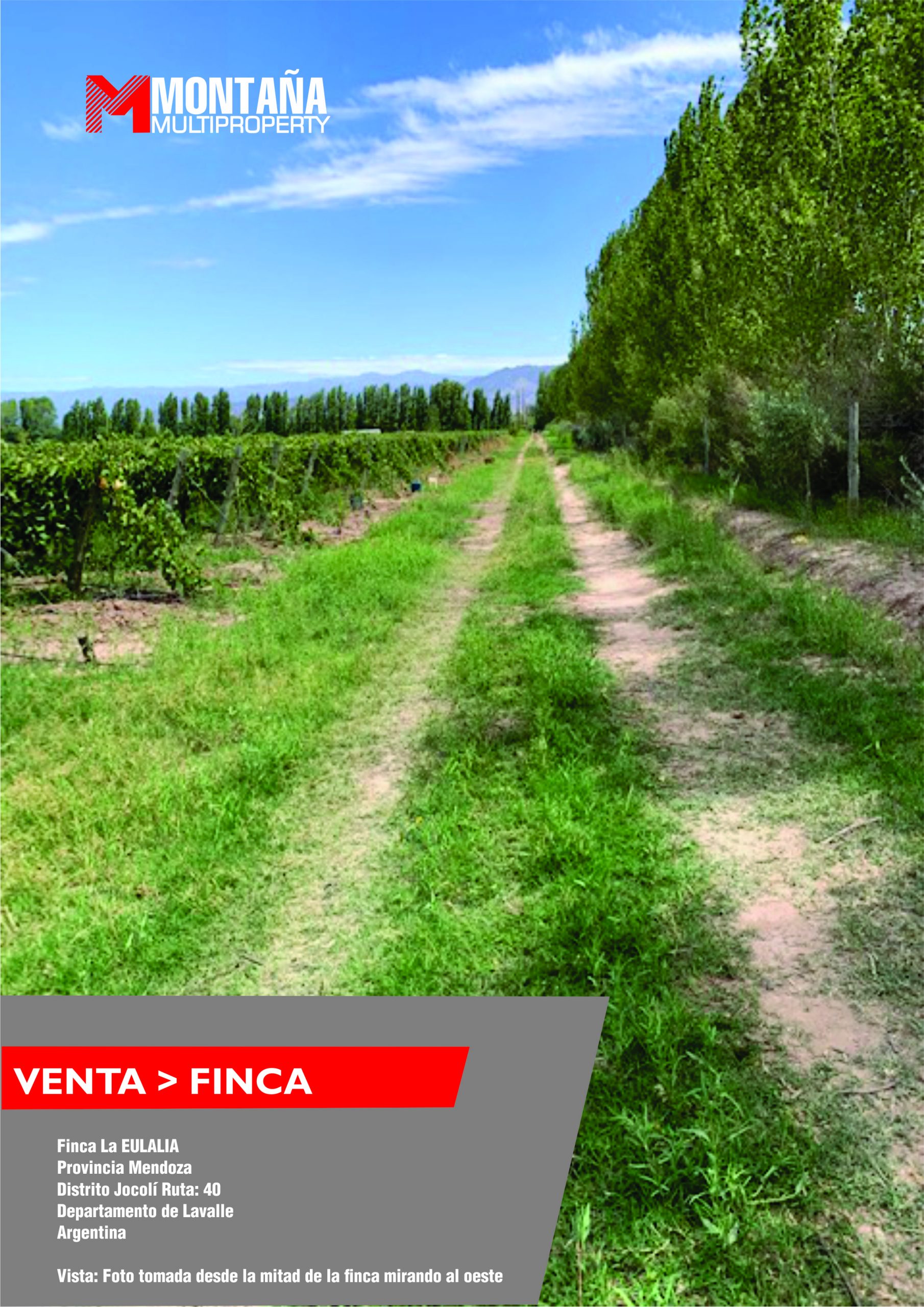 Exclusiva Finca con viñedos ¨La Eulalia¨ Mendoza Ruta 40 Argentina